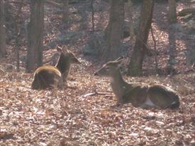 Guntersville State Park - Deer at rest