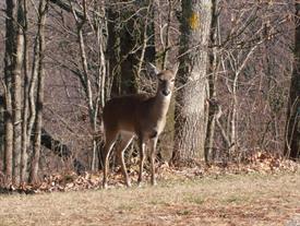 Guntersville State Park